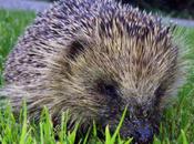 Obesity Epidemic Hits Hedgehog England