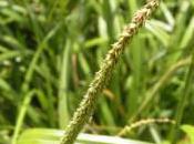 Plant Week: Carex Pendula