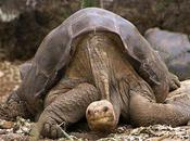 Lonesome George Dead