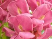 Plant Week: Robinia Ambigua ‘Idahoensis’