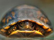 Animals Afflicted Shyness