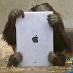 Orangutans Enjoy Their iPads