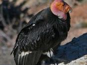 California Condors Still Facing Lead Poisoning Problems