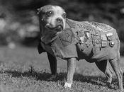 Brief History Awesome Dogs