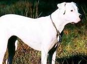 Featured Animal: Dogo Argentino