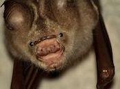 Bizarre Looking Bats