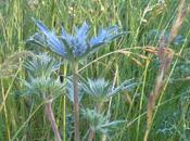 Thistle Surprise Maybe