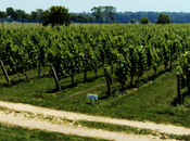 Wine Making Process