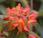 Plant Week: Euphorbia Griffithii ‘Fireglow’