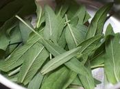 Herbs Spices That Good Your Mental Health