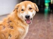 Skin Cancer Dogs Ayurvedic Treatment