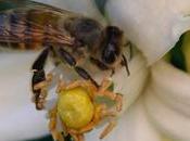 Smart Tech Could Help Save World’s Honey Bees