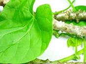 Giloy (Tinospora Cordifolia) Amazing Health Benefits Uses