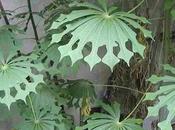 Amazing Plants With Weird Unusual Leaves