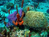 Mesoamerican Barrier Reef Heard Parametric Insurance
