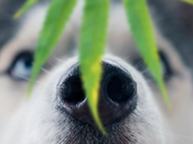 Pets Weed: Safety Primer