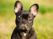 French Bulldog Breed Temperament, Facts Pictures