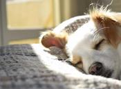 Animals Great Children