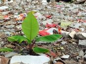 Effect Pollution Plants (And They Help Fight Pollution?)