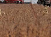 China’s Buying Soybeans Again. That Could Help Trump