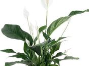 Indoor Plants That Purify