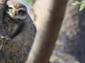 POEM: Voiceless Birdie Told