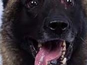 Snifer Dogs Airport Detect Covid Affected