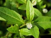 Bhringaraj Medicinal Benefits