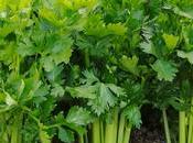 Celery Medicinal Benefits