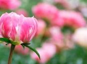 When Peonies Bloom? (And Which Season)