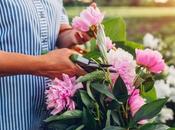 When Back Peonies? (And They Bloom Back)