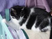 Kittehs Consider Tradeoffs