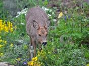 Deer Peonies? (And Ways Protect Peonies)