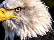 Predatory Birds