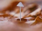 Brief History Magic Mushrooms Must Know