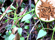 Manjistha Medicinal Benefits