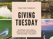Giving Tuesday: Things Support Ontario Nature Wildlife
