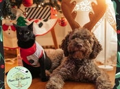 Holiday Hazards Your Pet: Safety Tips Keep Pets Safe During Christmas Season