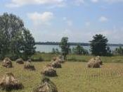 POEM: Fallow Field Heroics [Ottava Rima]