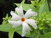 Parijat Medicinal Benefits