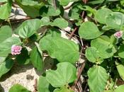 Punarnava Medicinal Benefits