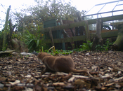 Wildlife Camera Catches Better Photographs Local Weasel