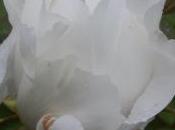 Plant Week: Paeonia Rockii ‘Joseph Rock’