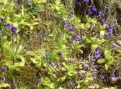 Prettiest Carnivorous Plants