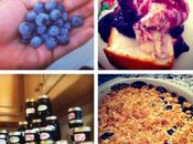 Blueberry Recipe Roundup