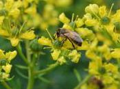 Plant Week: Ruta Graveolens