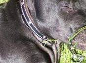 Campaign Save Belfast Death Lennox Gathers Heat, City Council Sweats