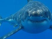 Viral Video: Shark Attacks Fisher’s Bait Myrtle Beach, South Carolina