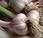 Garlic, Gooseberry Sawfly Appreciative Chickens