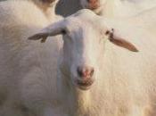 Farmer South Africa Puts Sheep Cell Phone Plan